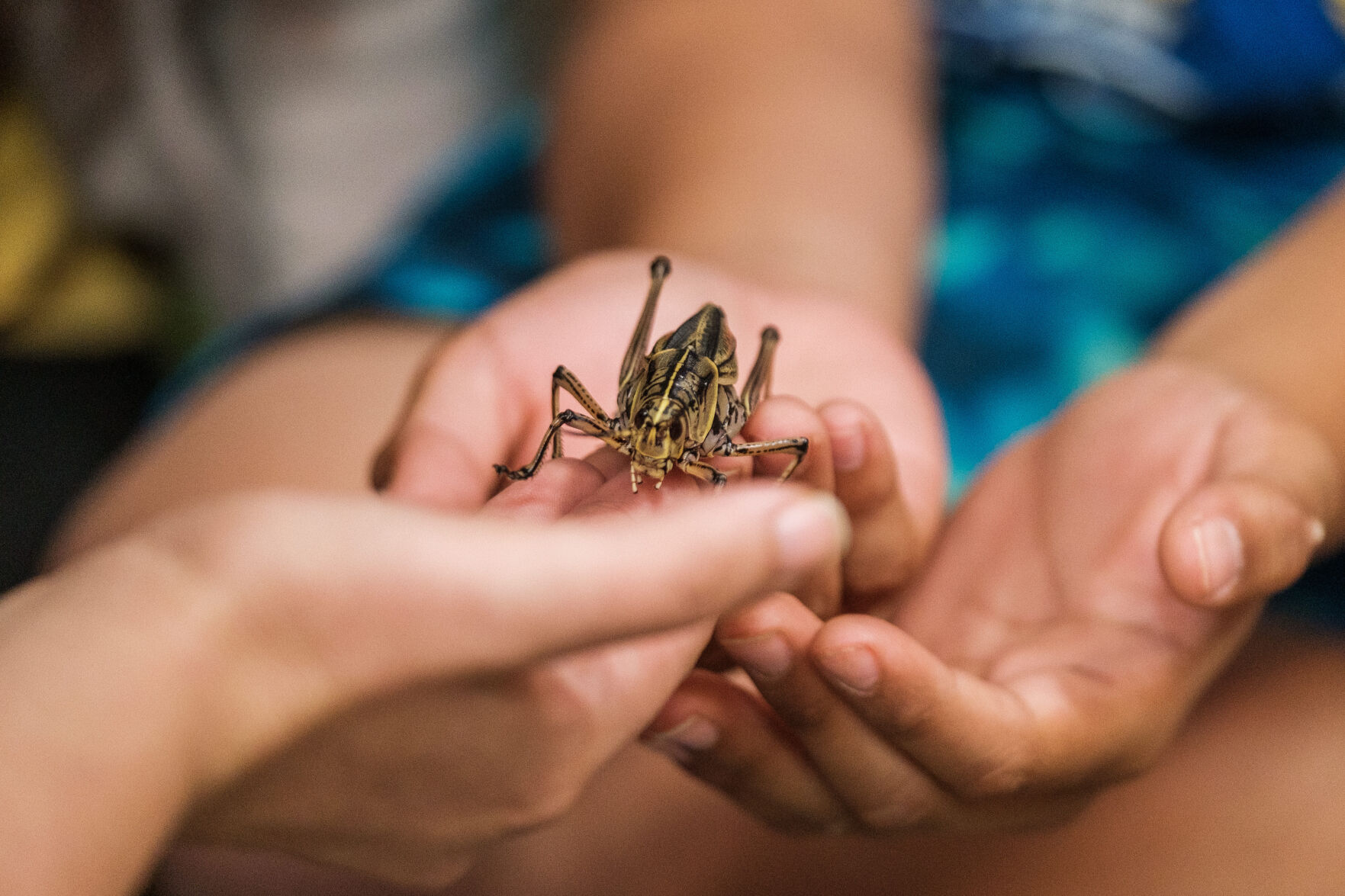 Insect discovery 2
